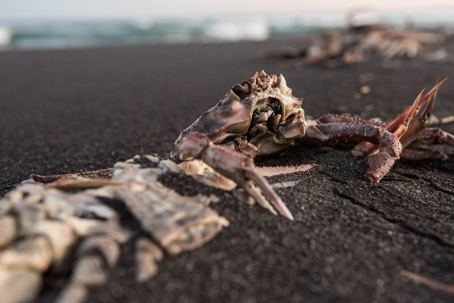 <p>Мертвый краб на Хакалтырском пляже, 8 октября обнаруженный экспедицией Greenpeace и погибший предположительно из-за утечки химикатов у побережья Камчатки. По официальной версии, причиной гибели большого количества морских и океанических животных стало активное цветение водорослей</p>