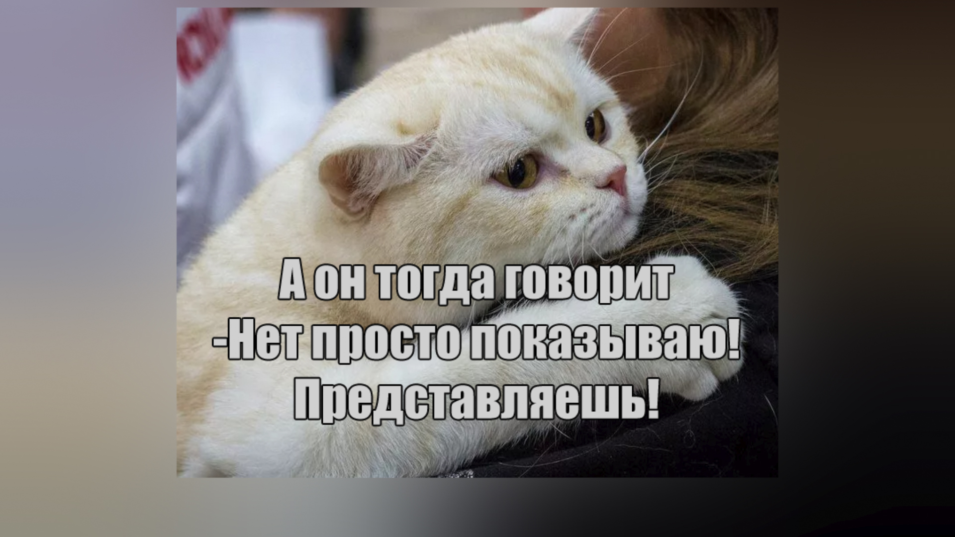 Мем про рыбов. Котики. Вы Рыбов продаете Мем. Мемы про котов. Мемы про котов красивое.